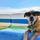 🐶hot sale🐱Summer pet cooling mat🧊 with non-toxic self-cooling gel💎